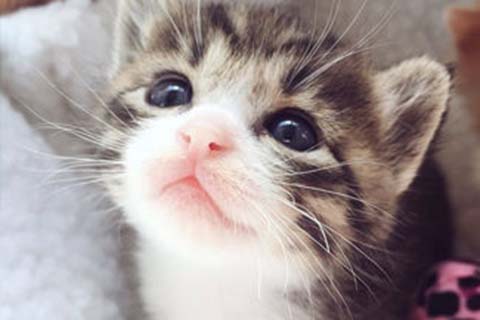 http://kunming.vdtfzz.com/post/208.html|昆明人工试管